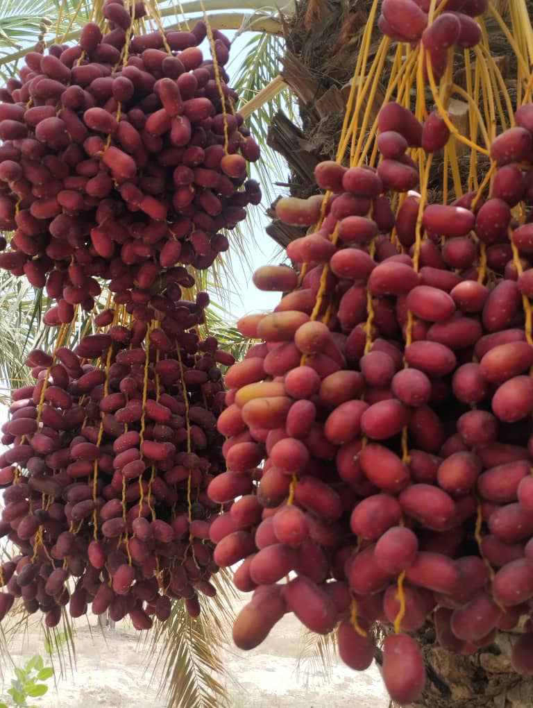 قیمت‌ رطب‌ مضافتی عمده صادراتی + خرید و فروش استثایی